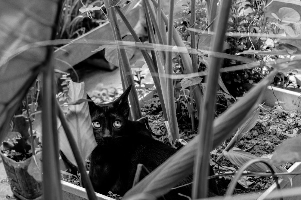 Photograph by Abir Hasan