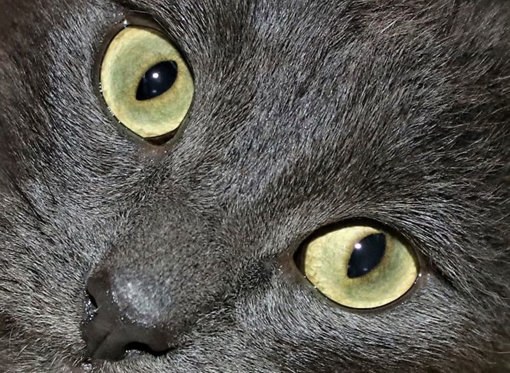 Фотография автора caroline martin (dony)