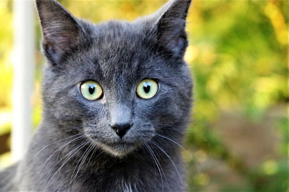 Фотография автора caroline martin (dony)