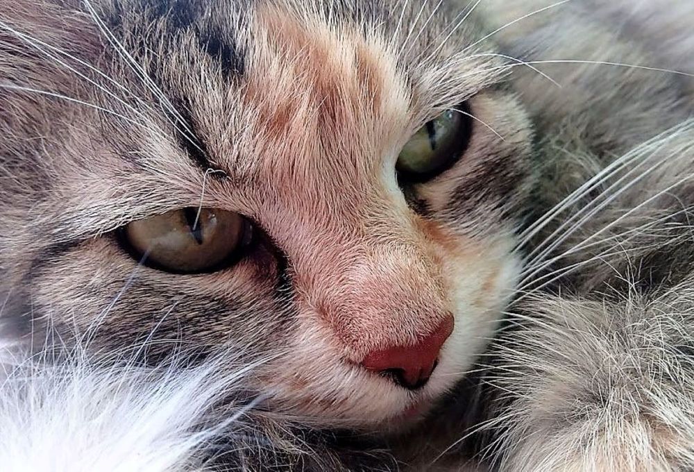 Фотография автора caroline martin (dony)