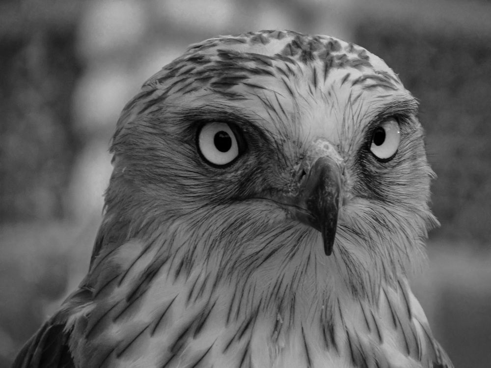 Фотография автора reza ahmadi