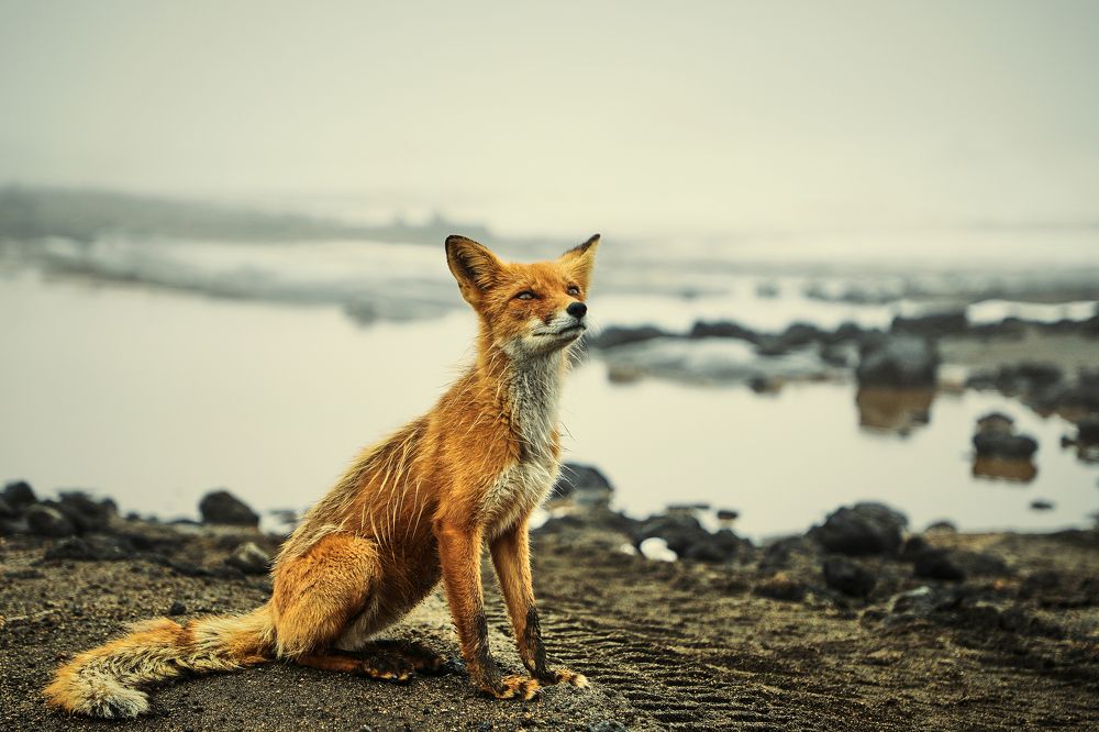 Фотография автора Evgeny Gorbunov