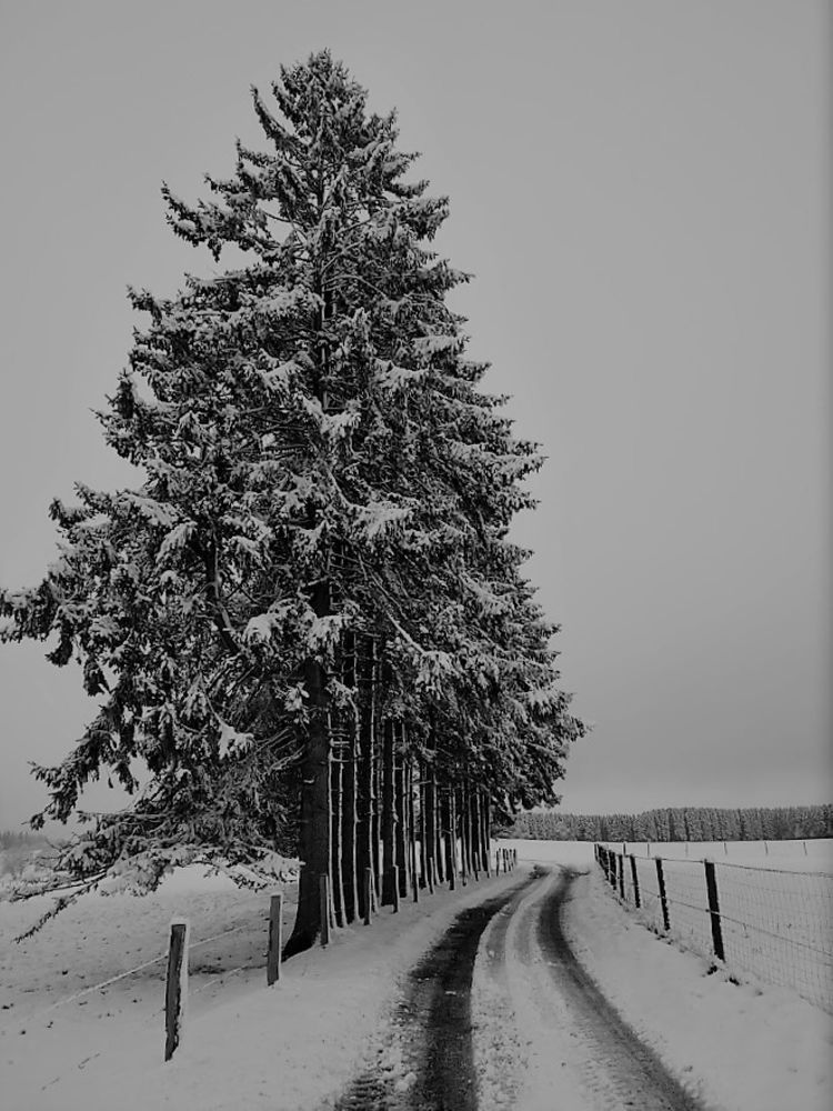 Фотография автора caroline martin (dony)