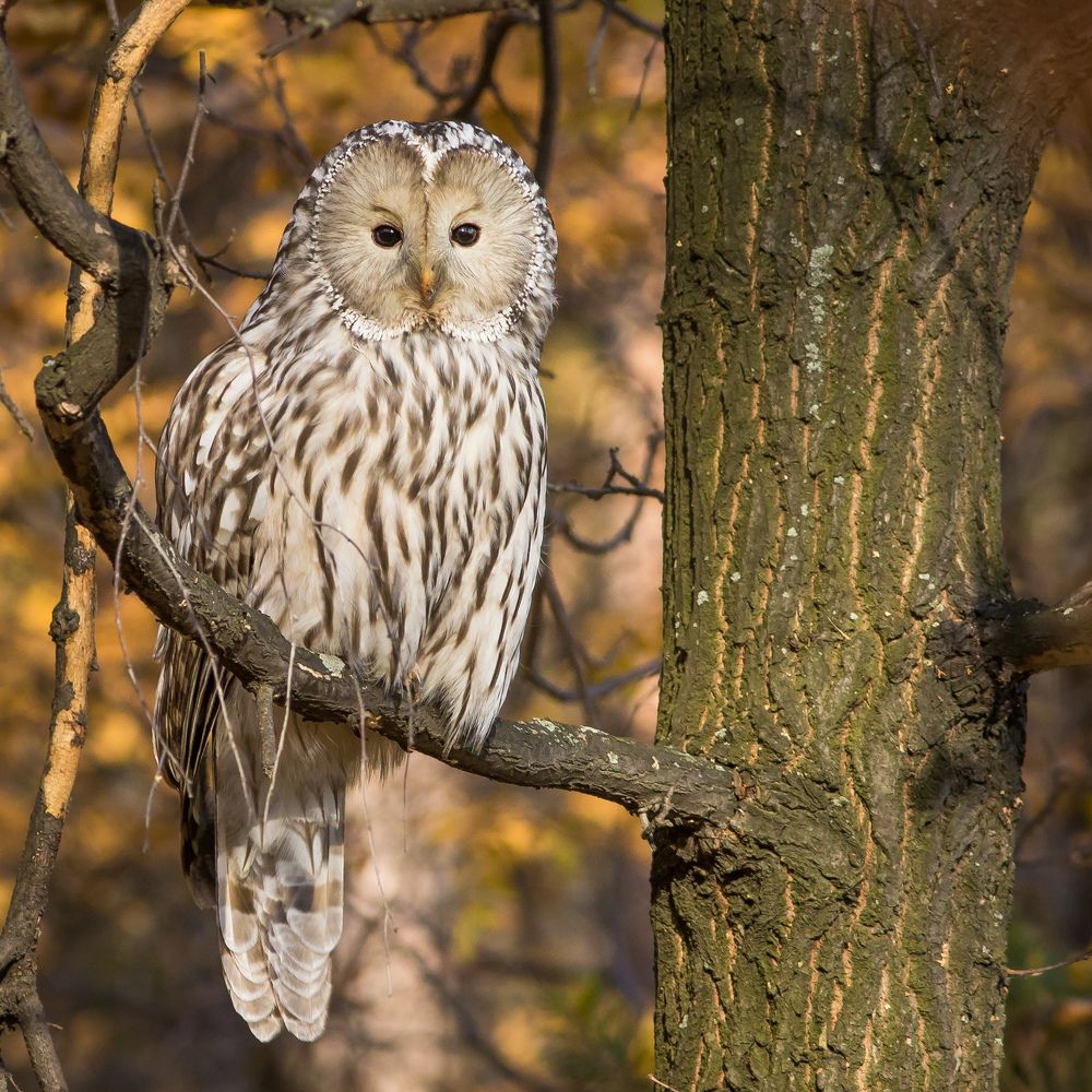 Фотография автора Суслов Дмитрий