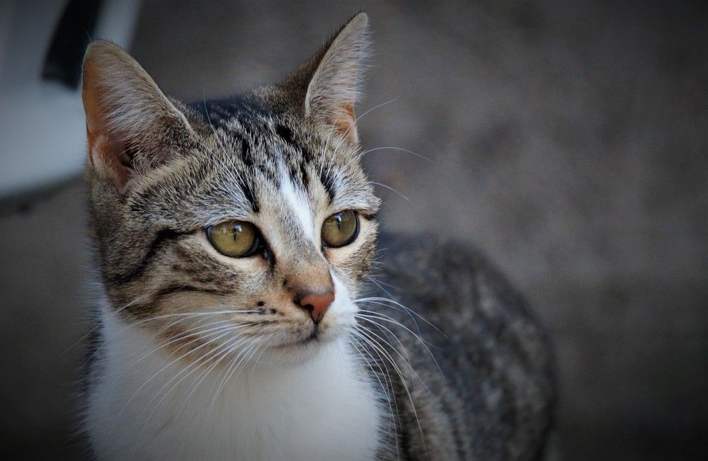 Photograph by Chrysanthopoulos Carmen Sorina