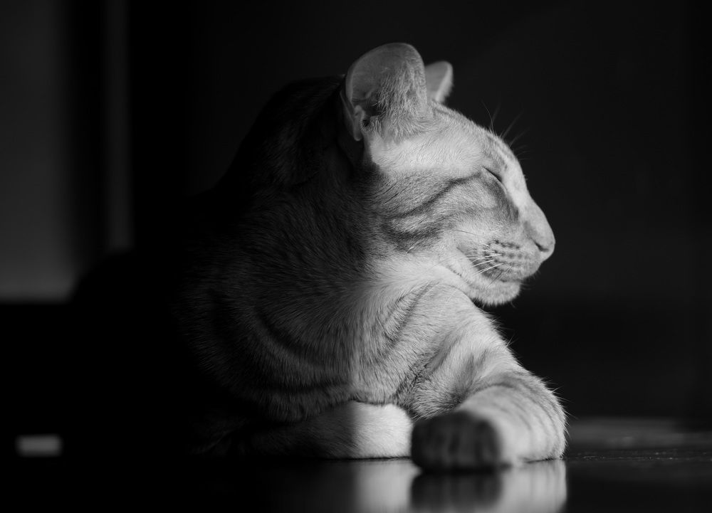 Cute cat is sleeping on the floor