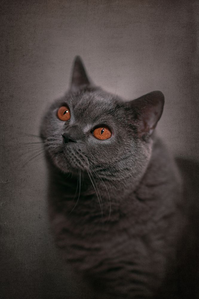 Photograph by Игорь Хижняк