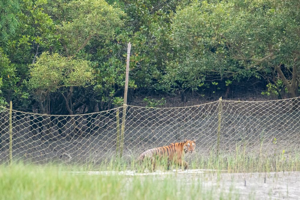 Jumping Tiger- Sundarbans