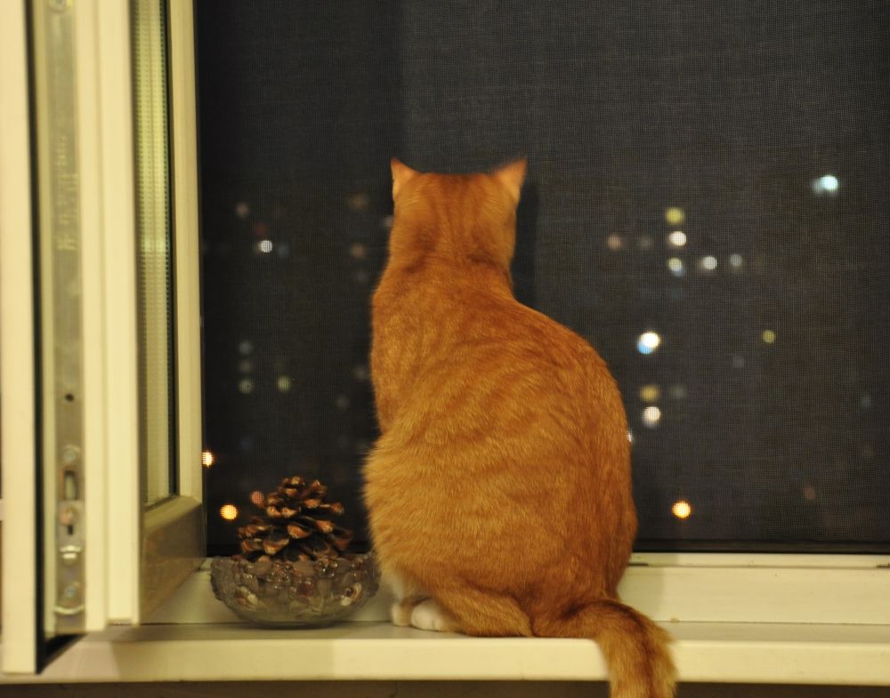 Photograph by Елена Никонова