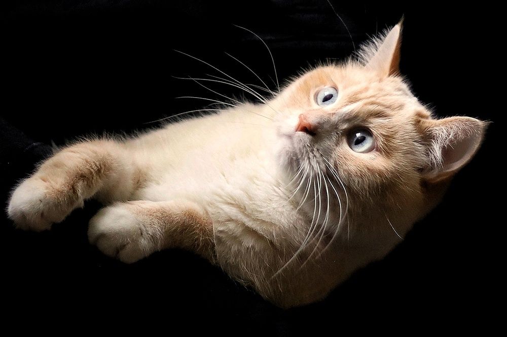 Фотография автора Елена Кириллова