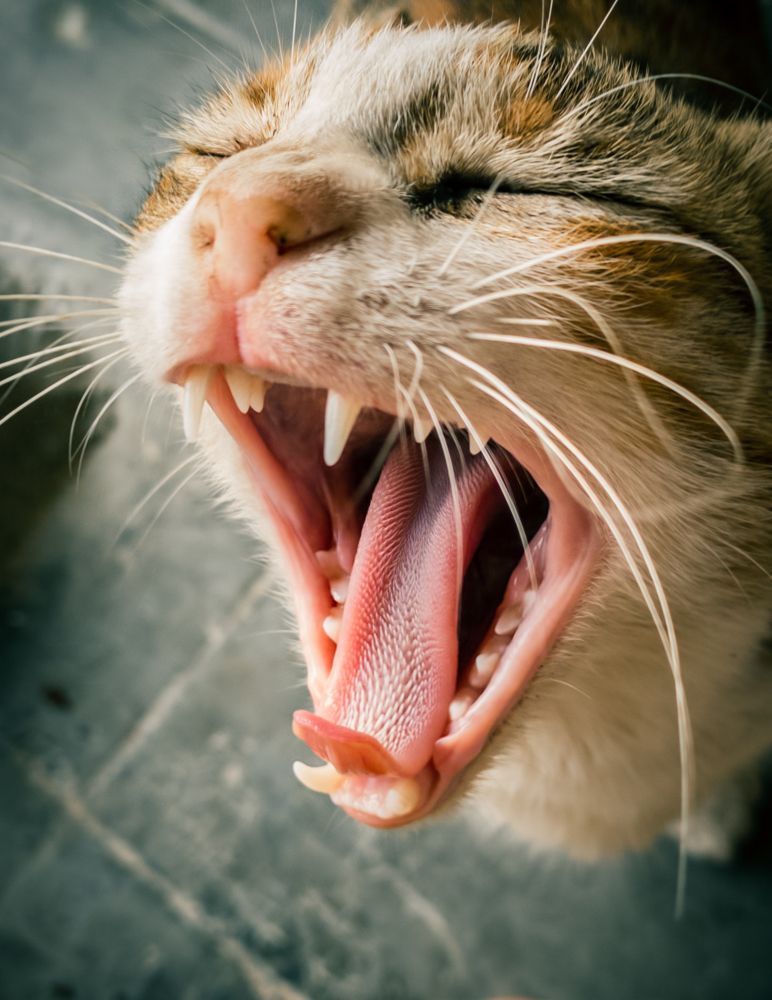 Photograph by Dhruv Mistry