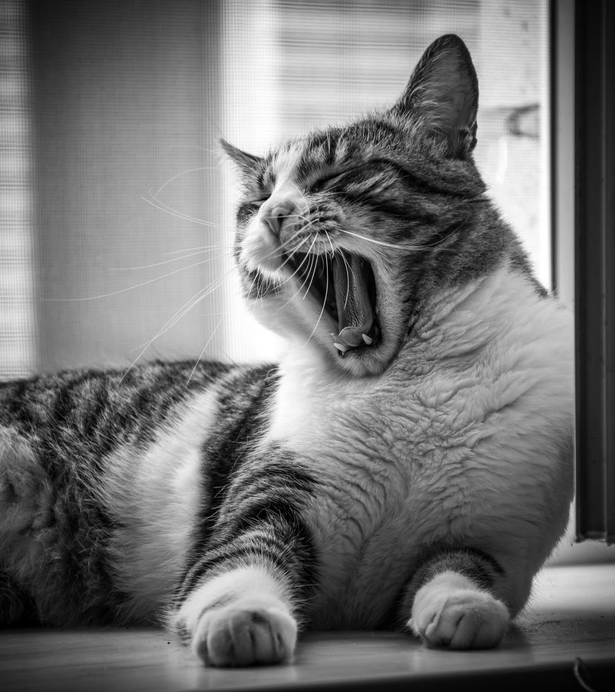 Хищник на подоконнике