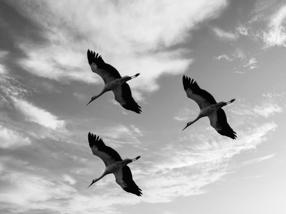 Фотография автора reza ahmadi