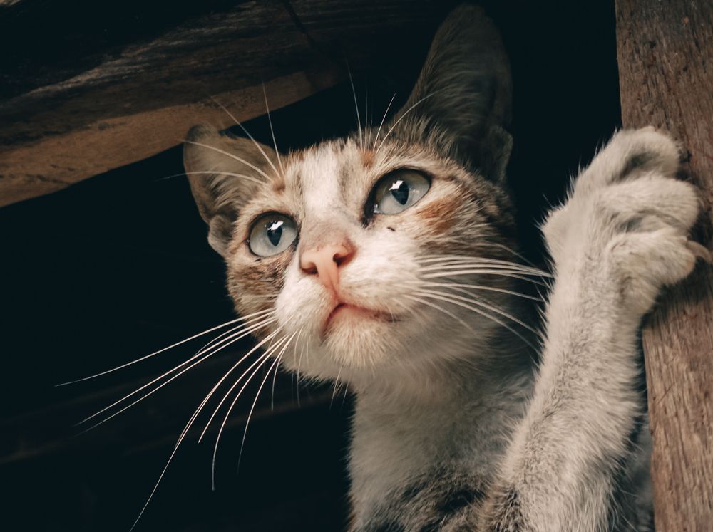 Photograph by Dhruv Mistry