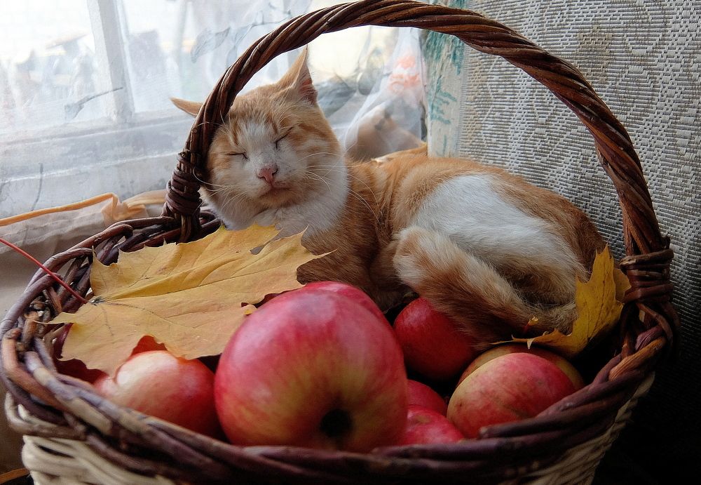 Степан. Тот ещё фрукт!