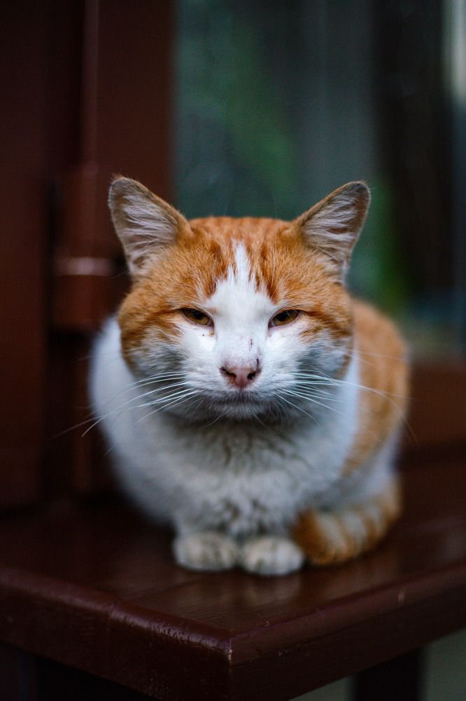 Photograph by Афанасьев Сергей