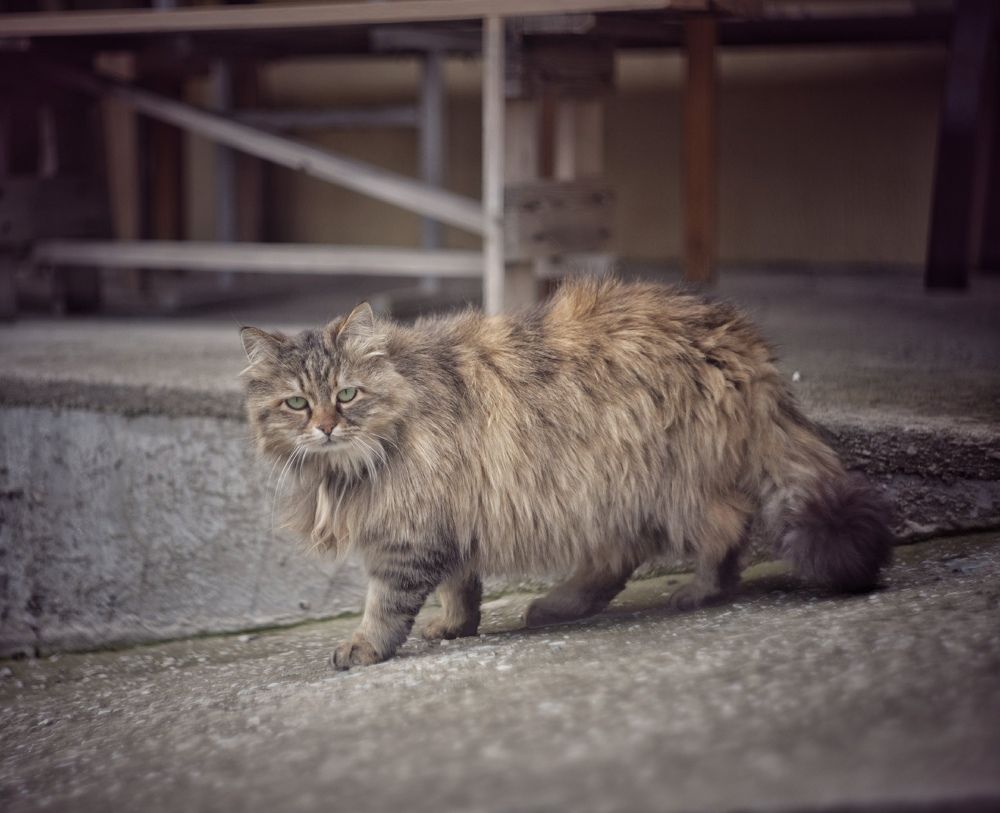 Photograph by Михаил Саидов