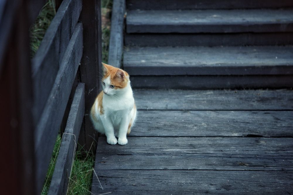 Photograph by Михаил Саидов