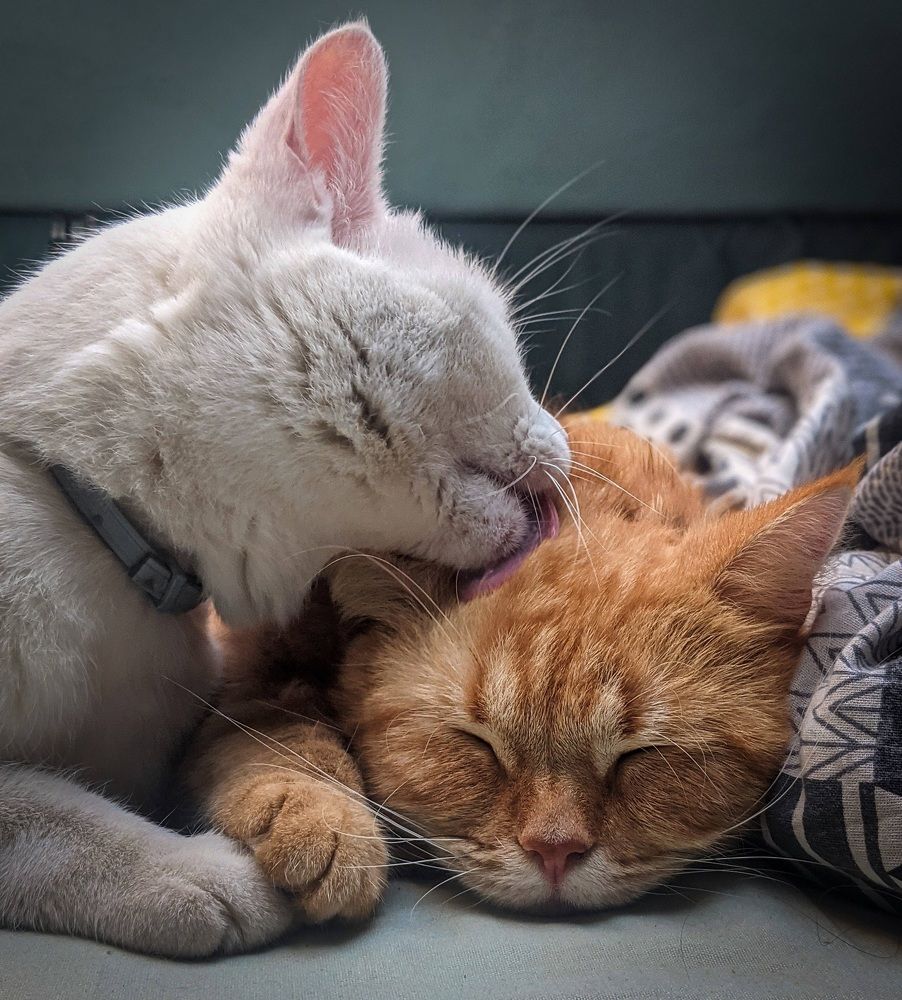 Фотография автора Ксения Шляйхер