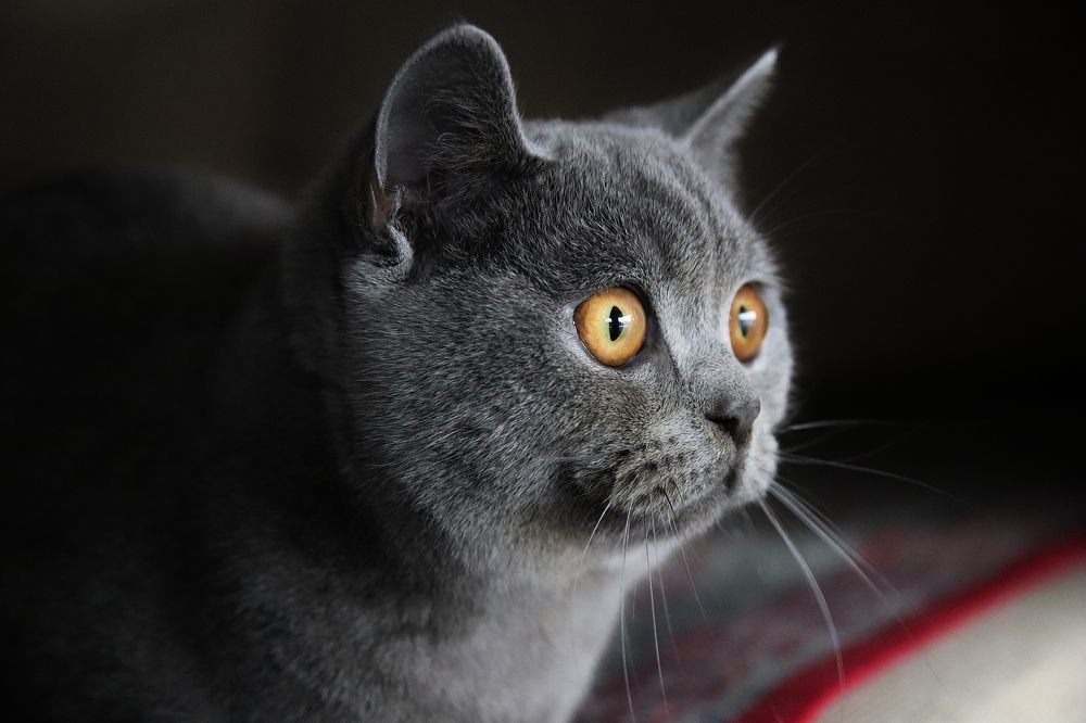 Фотография автора Наталья Боярина