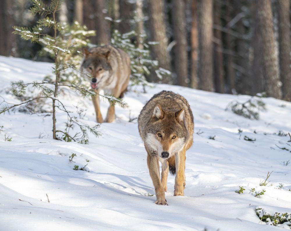 Photograph by Сергей Савчук