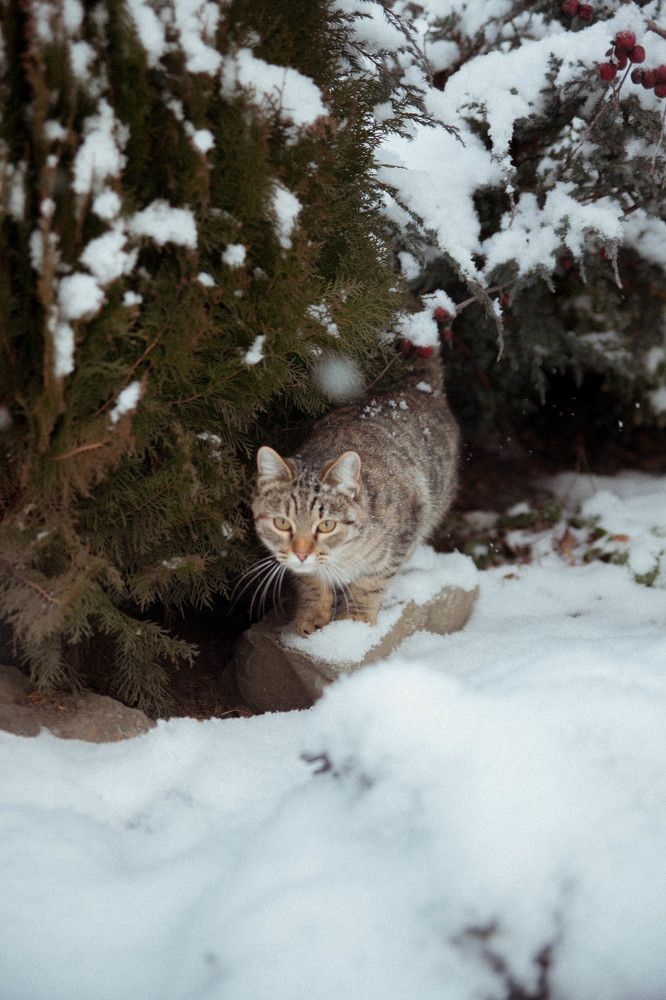 Photograph by Кристина Хестанова