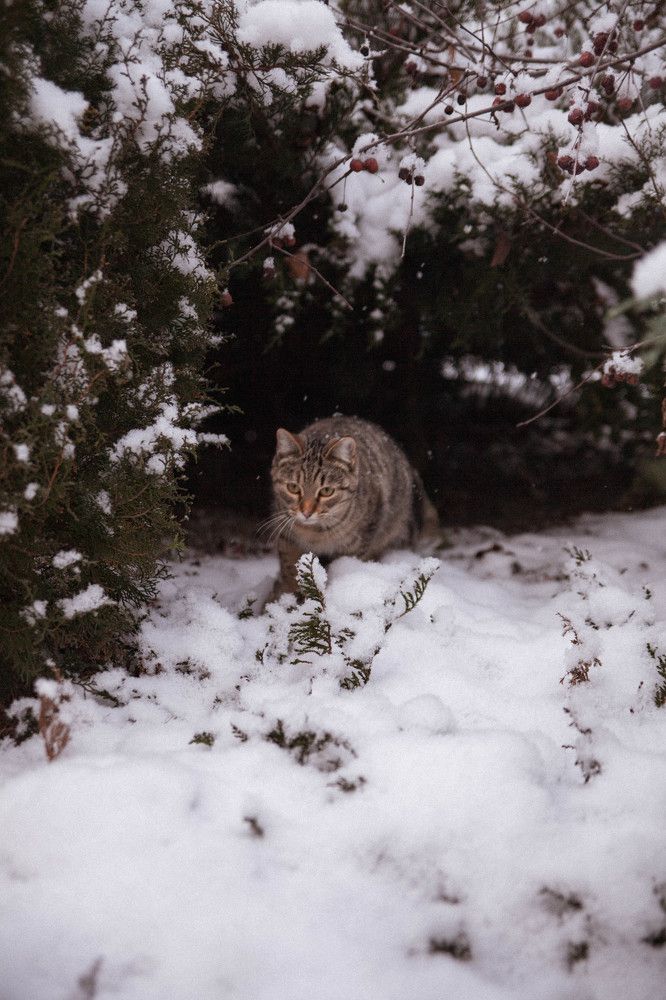 Photograph by Кристина Хестанова