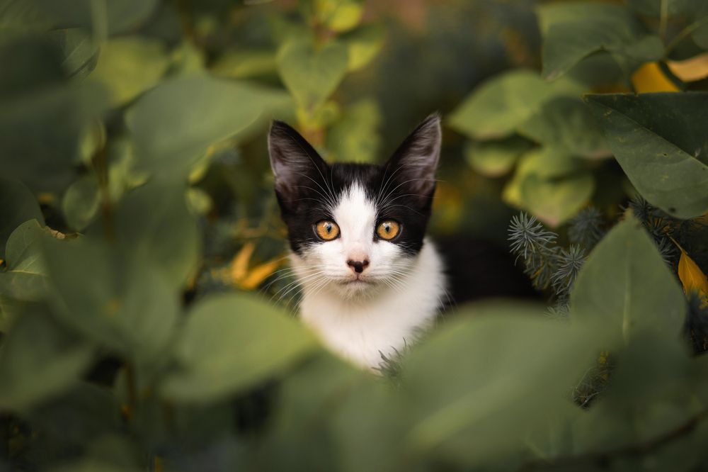 Пора играть!