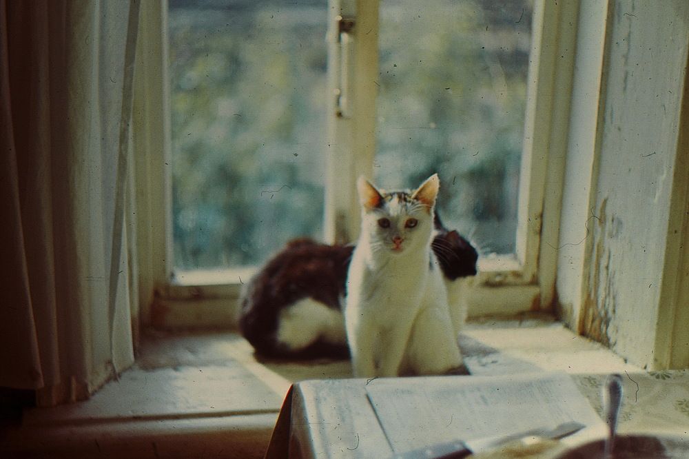 Мама кошка Мурка, с дочкой киской Белянкой...! Ожидания завтрака...молочка...!