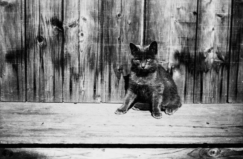 Котёнок Бусый...!