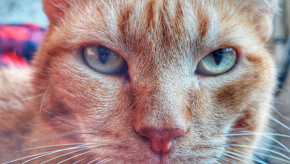 Photograph by Сергей Хранитель