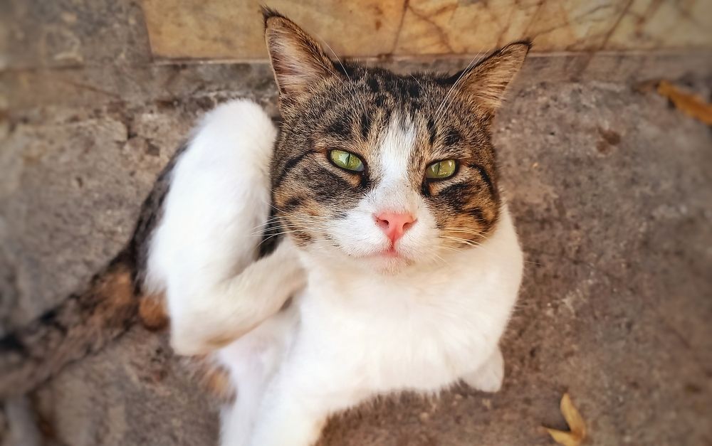 Photograph by shahin foroughi