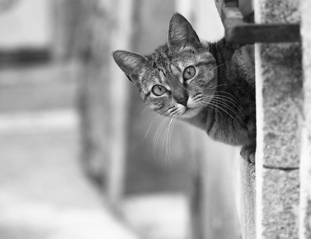 Photograph by Jacqueline MONTET