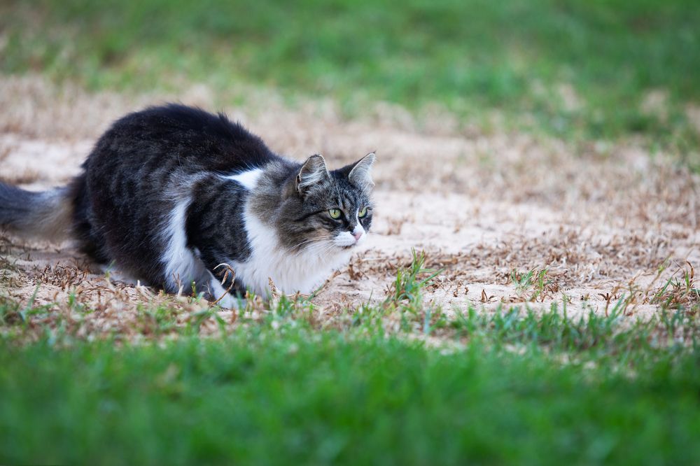 Фотография автора Anne Gabrielle Mougin
