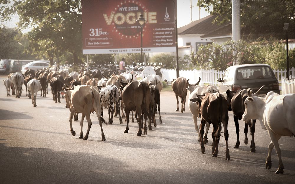 Photograph by Сергей Шварцман