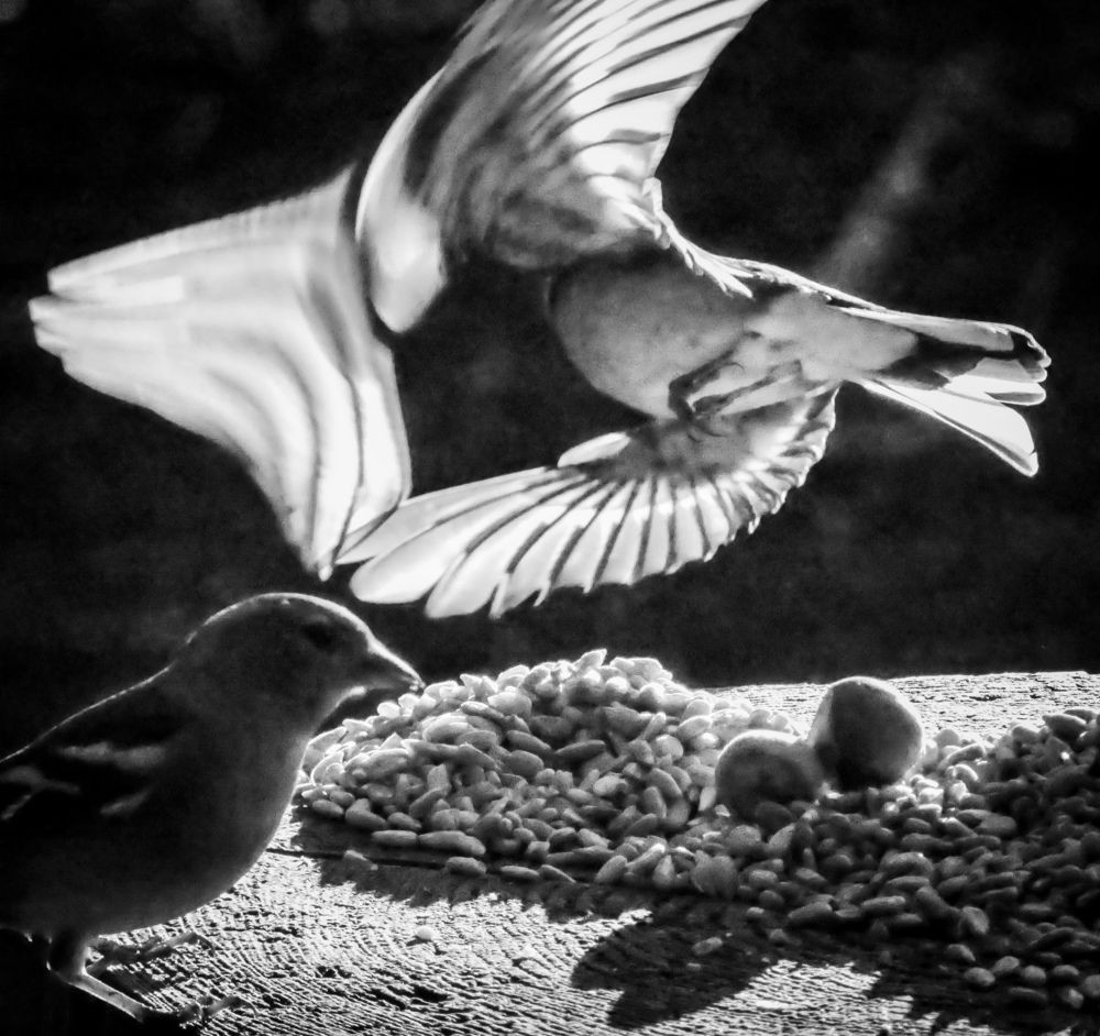 Фотография автора Michael Gault