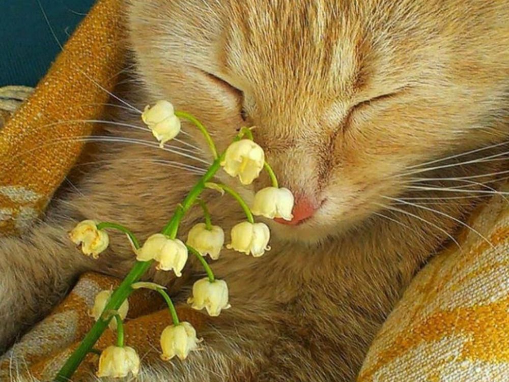 Photograph by Алина Харламова