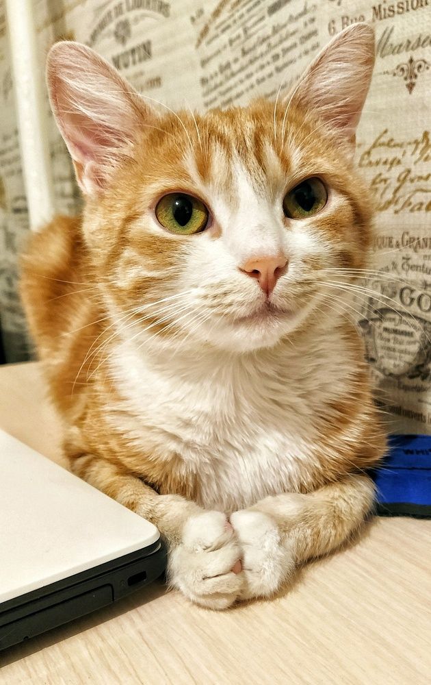 Фотография автора Гвоздецкая Анна