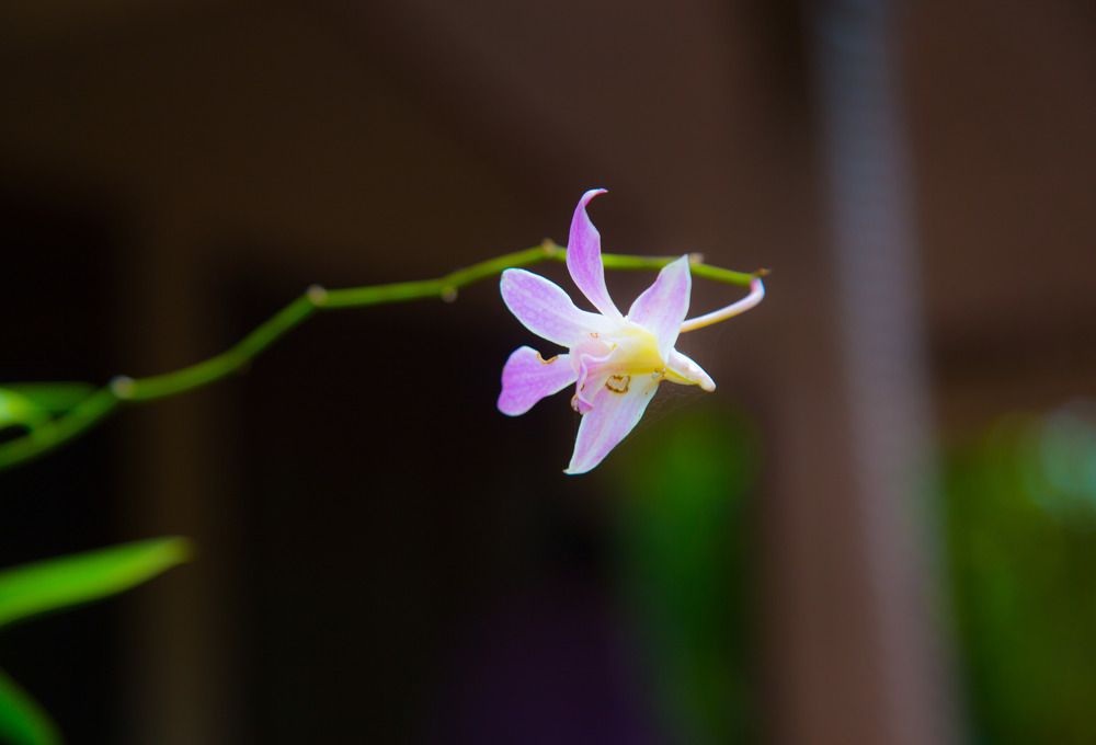 Photograph by Hettiyahandi Yasiru Hasaranga De Silva