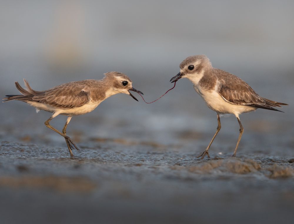 Photograph by Gunasekaran R