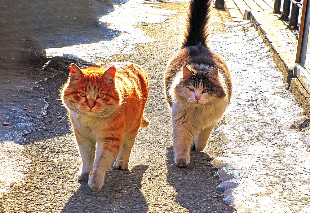 Photograph by Валерий Гончаров