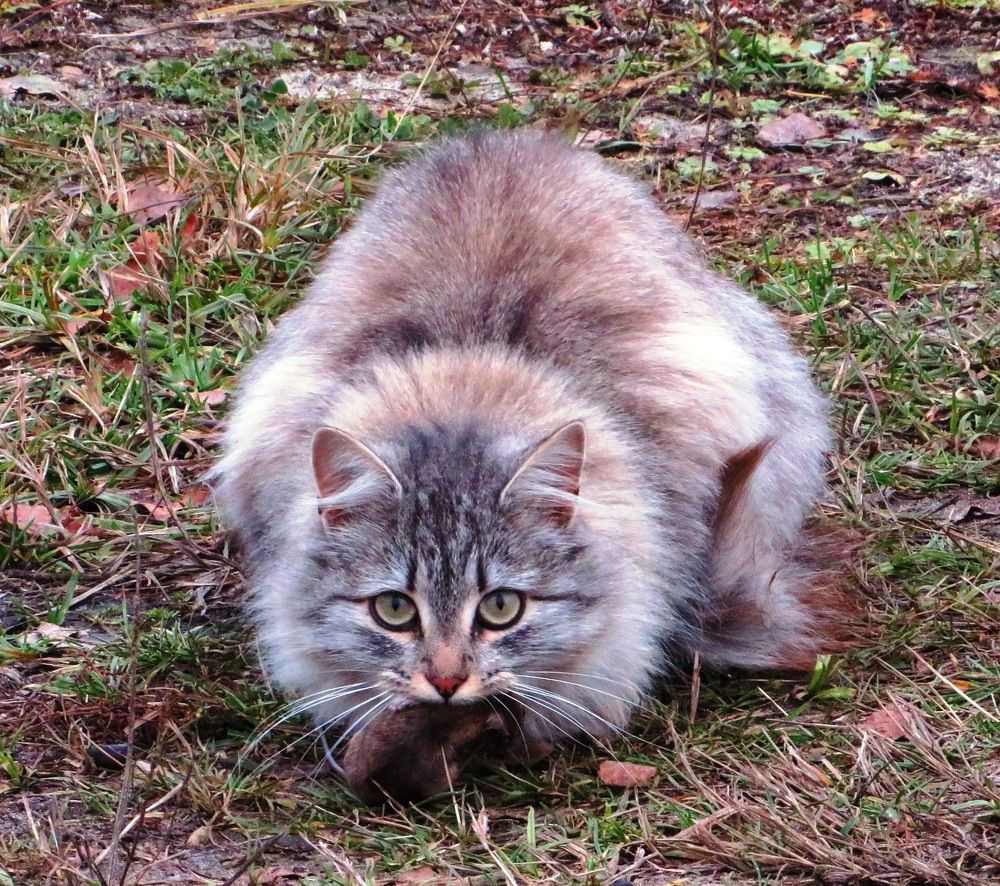 Поймав добычу