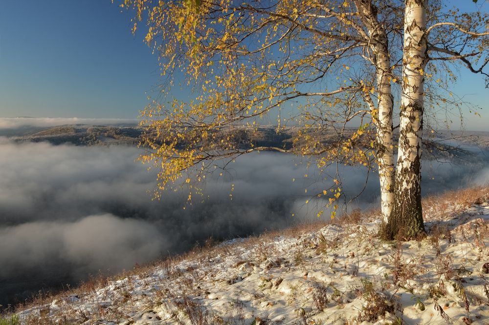 Берёза на утёсе в туманной дали