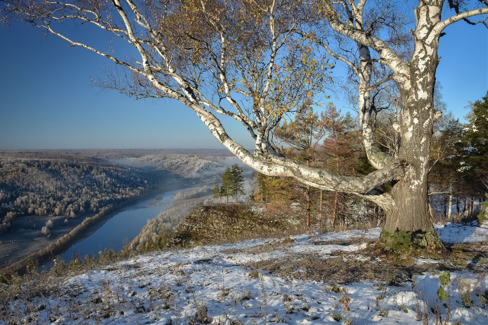 Берёза на утёсе в октябре