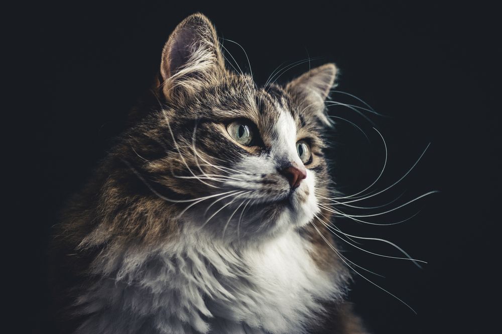 Photograph by Bruno Mottola