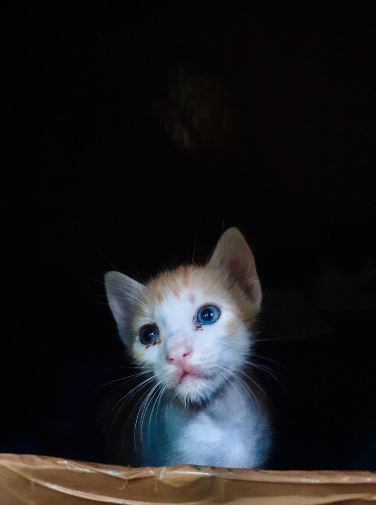 Innocent kitten