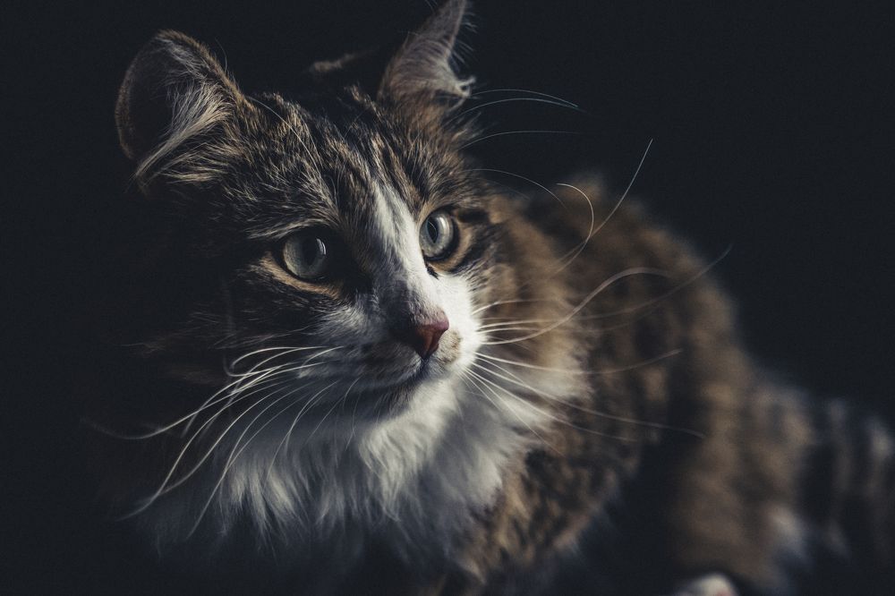 Photograph by Bruno Mottola