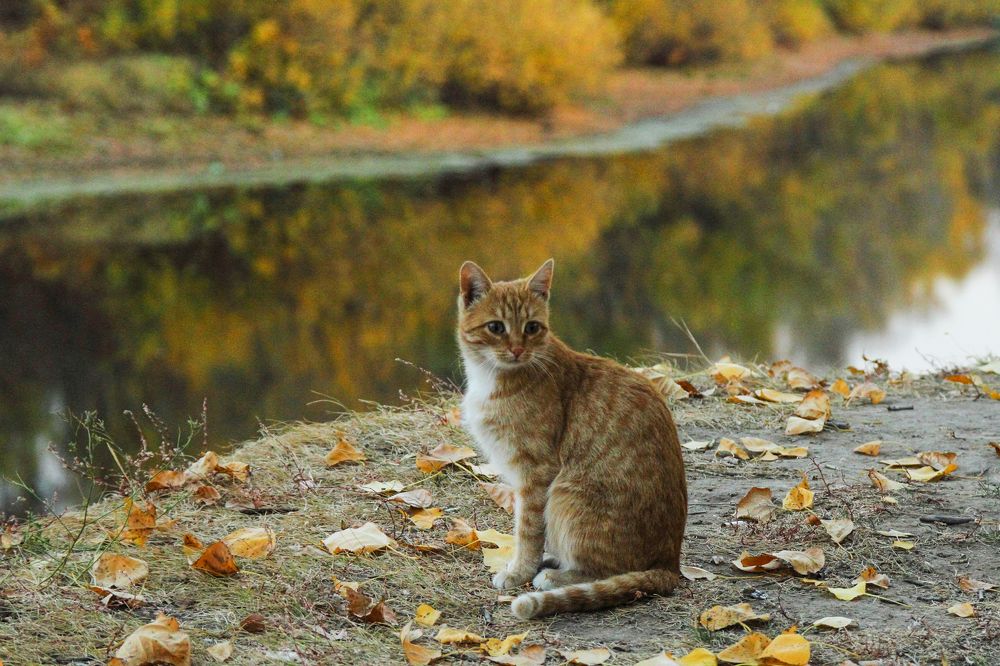 Photograph by Ирина Шибитова