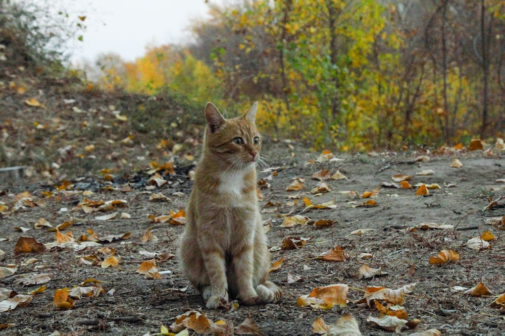 Photograph by Ирина Шибитова