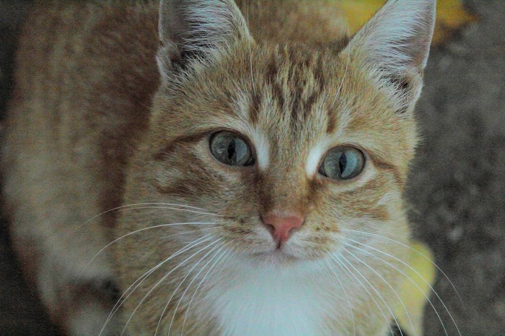 Photograph by Ирина Шибитова